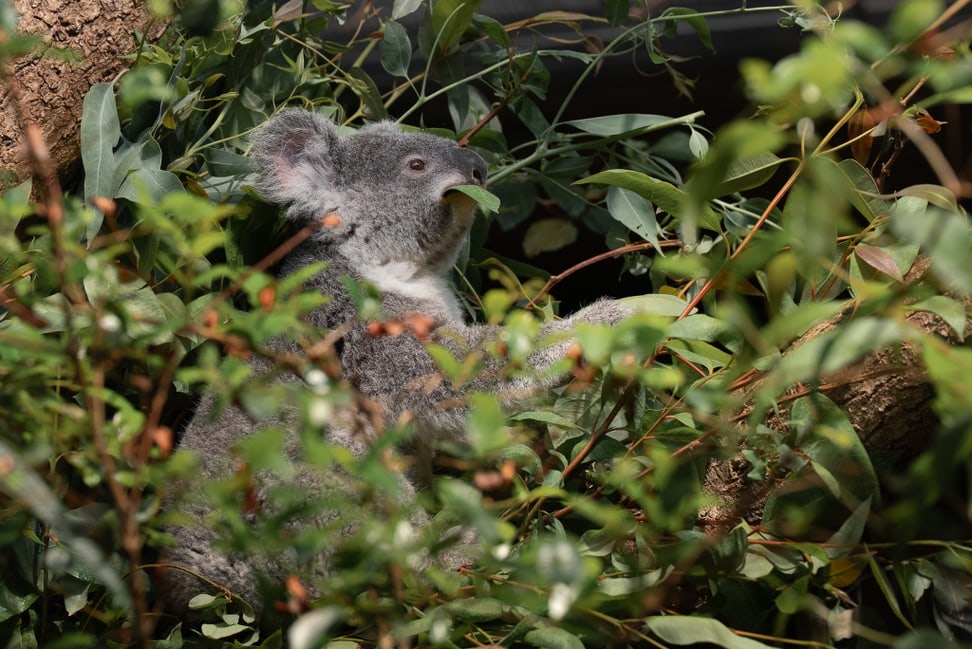 Koala im Zoo Zürich.