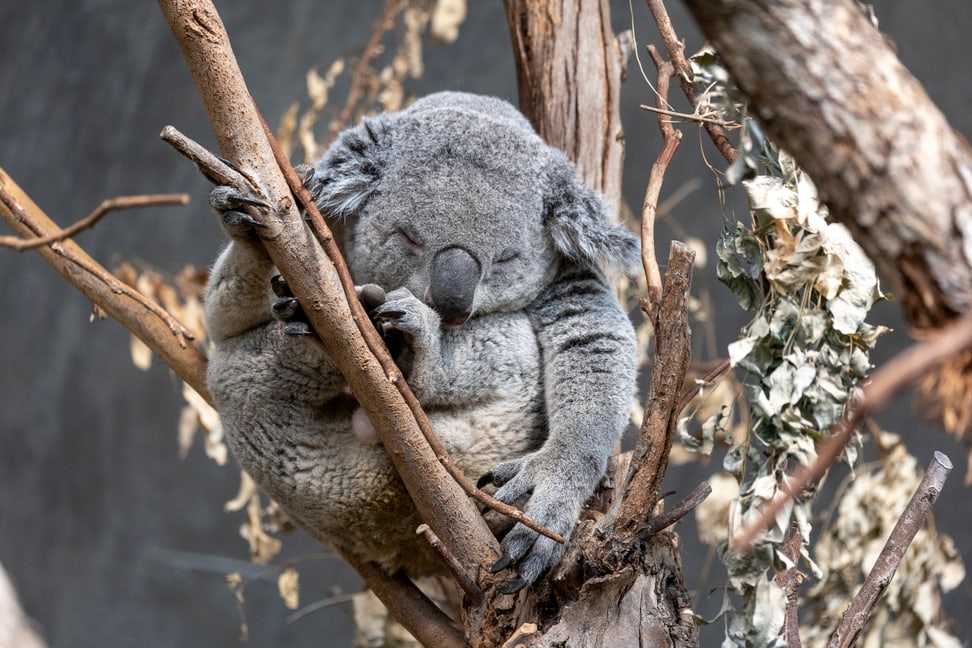 Koalamännchen Tarni im Zoo Zürich.