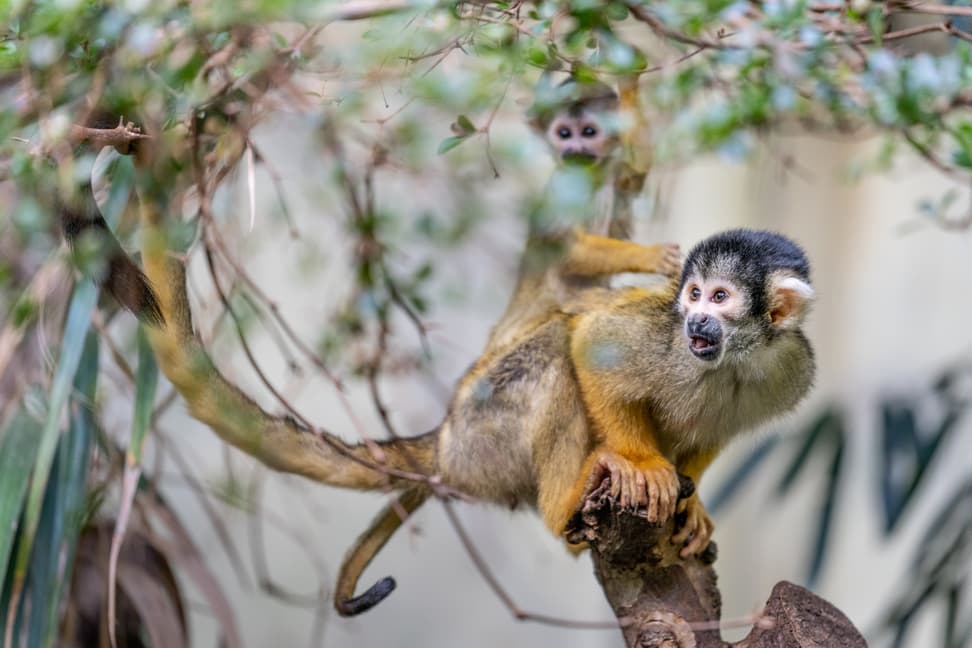 Foto: Zoo Zürich, Marco Schaffner Totenkopfäffchen im Zoo Zürich.