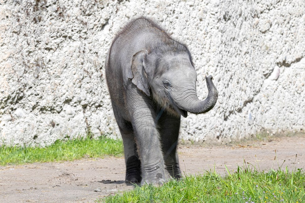 Elefanten-Jungtier Zali im Juli 2025
