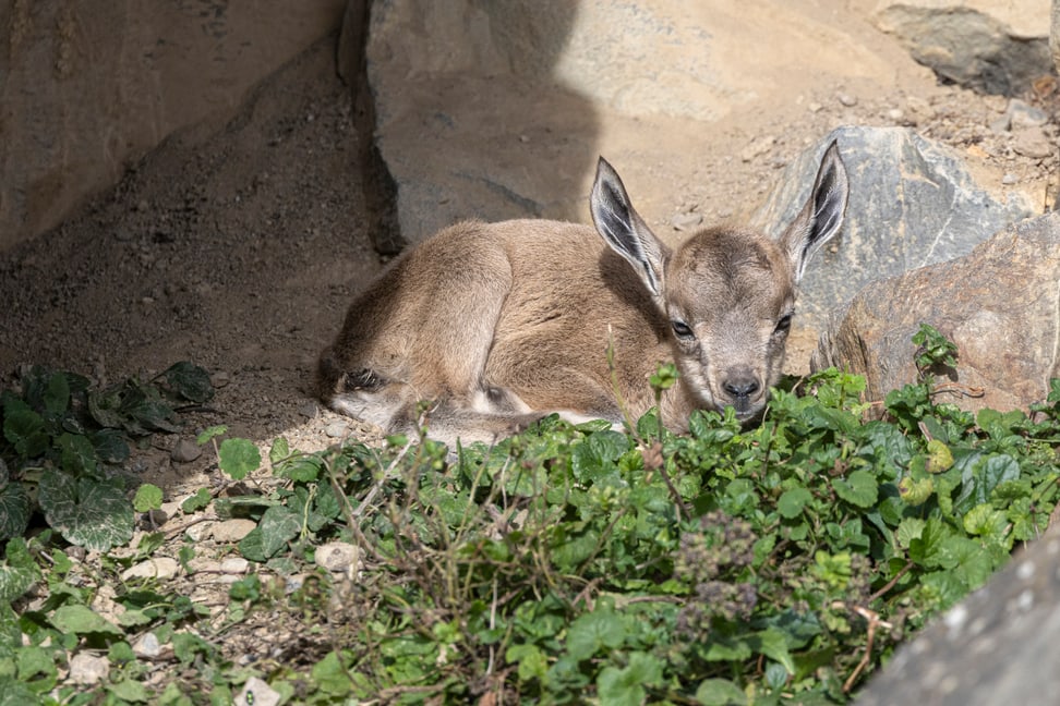 Junger Nubischer Steinbock im Semien Gebirge des Zoo Zürich.