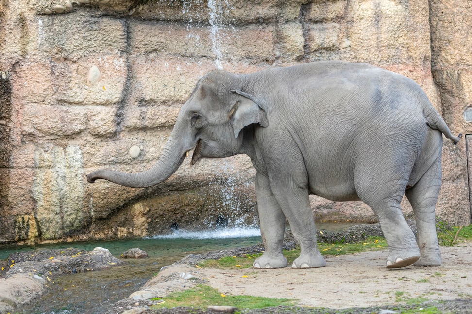 L'éléphant d'Asie Farha dans le Parc d'éléphants Kaeng Krachan du Zoo de Zurich.