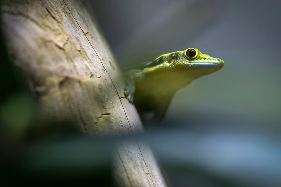 Blauer Bambus-Taggecko im Zoo Zürich.