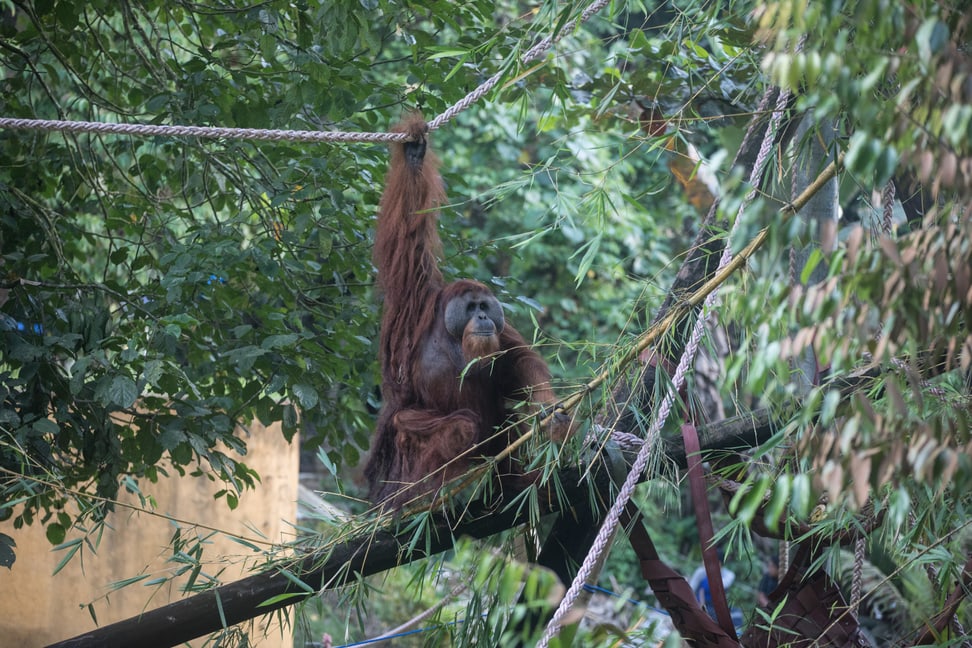 Ein Orang-Utan im Orangutan Haven der Stiftung Paneco auf Sumatra.