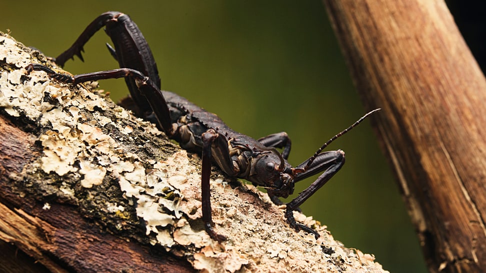 Telodeinopus aoutii in the insect forest at Zoo Zurich.