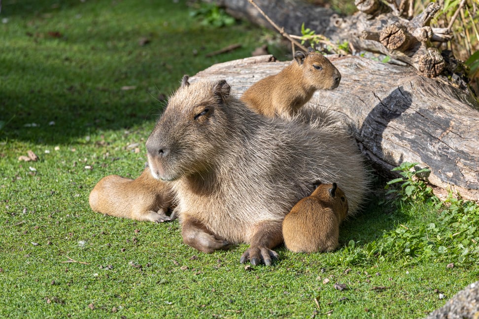 Capybara-Weibchen Sissi mit vier Jungtieren.