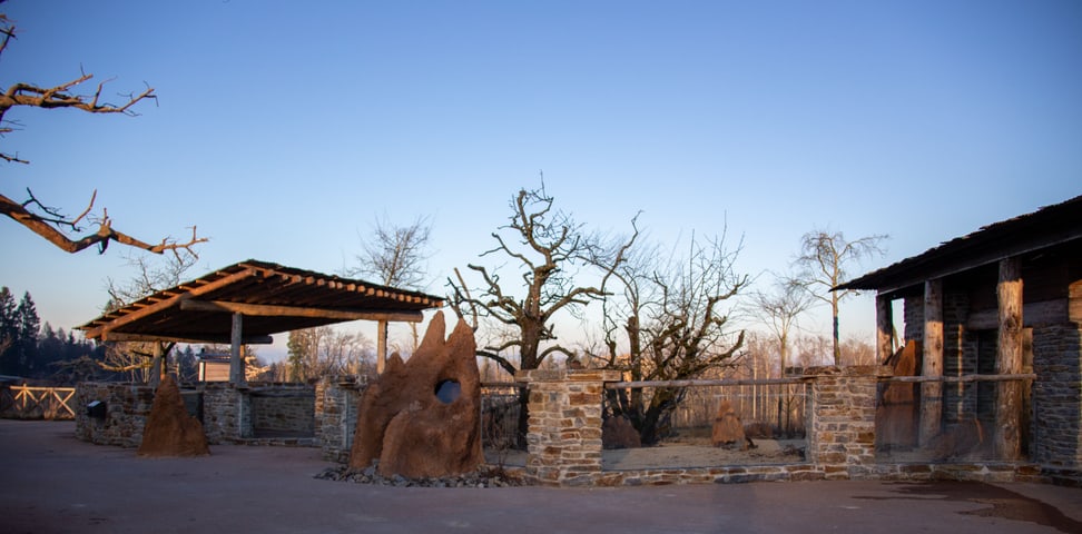Foto: Zoo Zürich, Rita Schlegel Aussenanlage Erdmännchen in der Lewa Savanne im Januar 2020.
