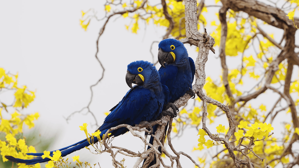 Hyazintharas im Pantanal in Brasilien. 