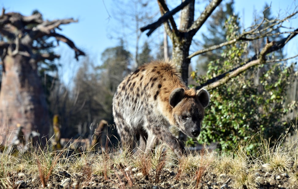 Tüpfelhyäne Masangao in der Lewa Savanne.