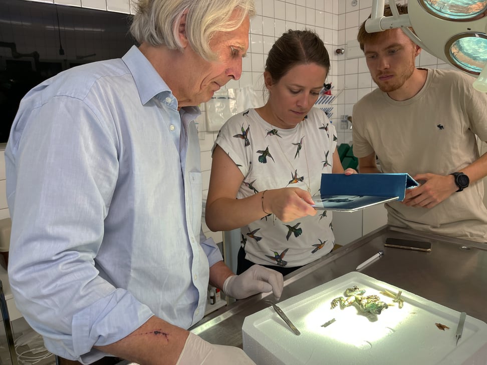 Amazon milk frog; dissection by pathologist Udo Hetzel (Zurich Animal Hospital); Marianne Liebi and Torne Tänzer (SPI Villigen).