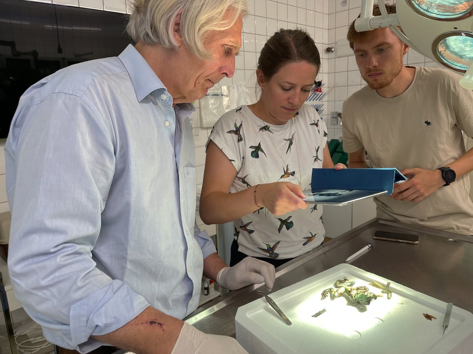 Baumhöhlen-Krötenlaubfrosch; Sektion durch Pathologe Udo Hetzel (Tierspital Zürich); Marianne Liebi und Torne Tänzer (SPI Villigen).