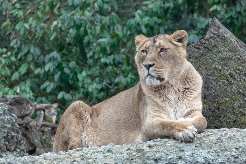 Asiatischer Löwe im Zoo Zürich. 