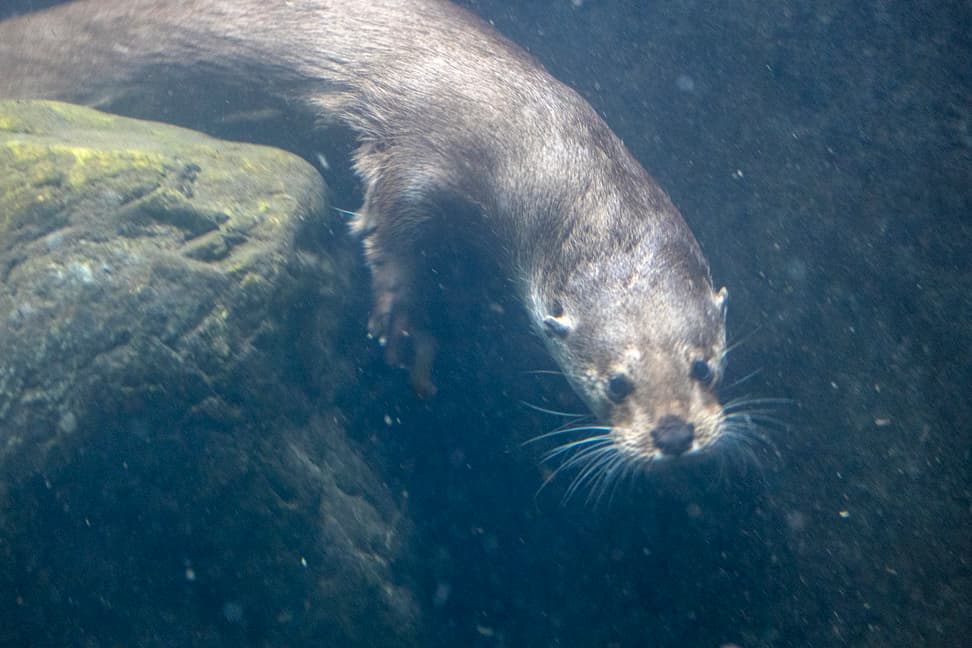 Europäischer Fischotter Cleo im Zoo Zürich.