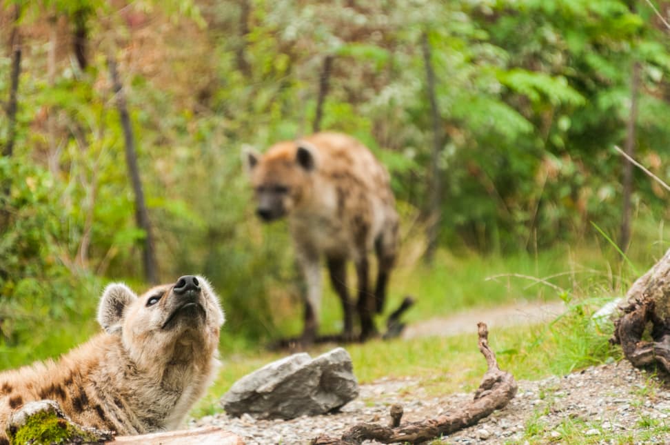 Tüpfelhyänen Tesi und Masangao in der Lewa Savanne des Zoo Zürich.