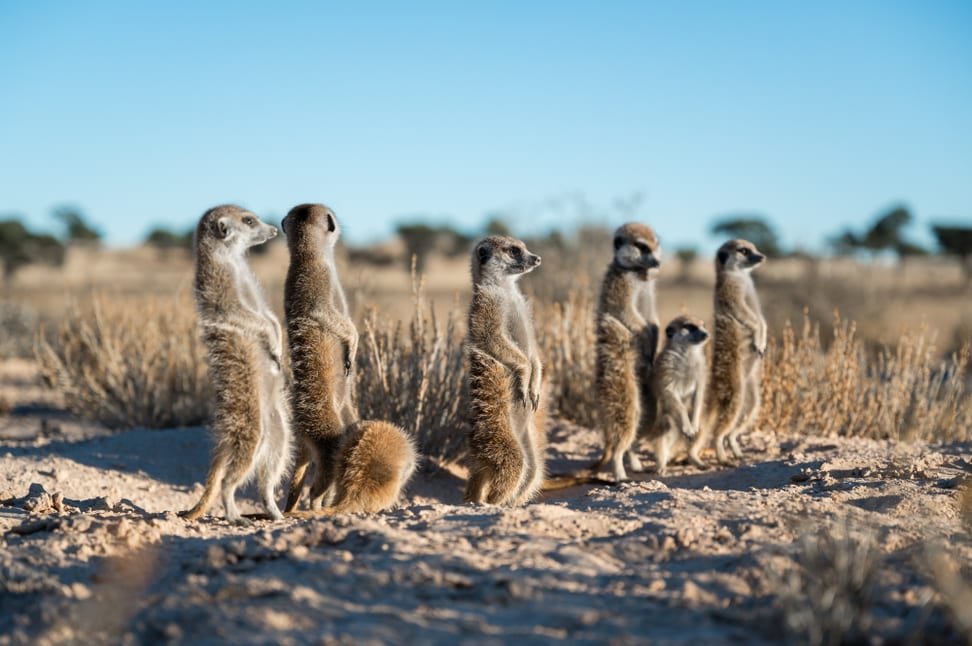 Eine Gruppe Erdmännchen  im Kalahari Research Centre in Südafrika.