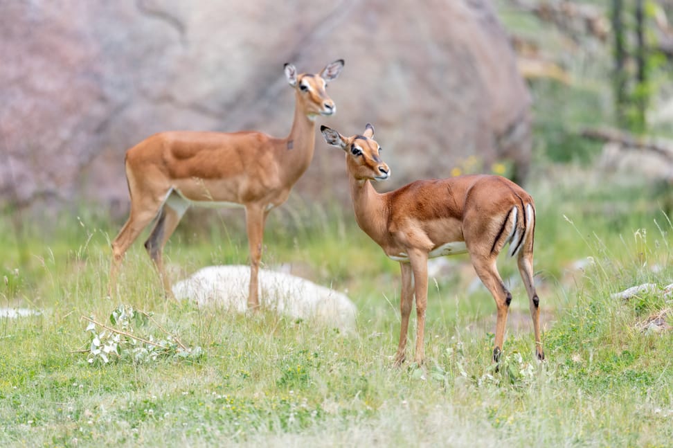 Impalas auf der Lewa Savanne im Zoo Zürich