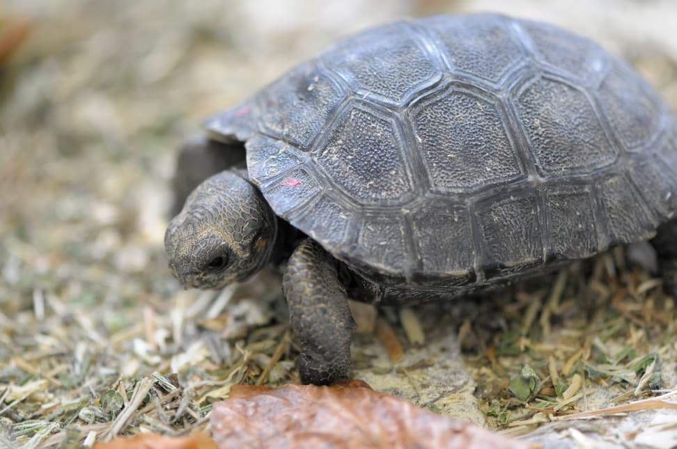 Junge Galapagos-Riesenschildkröte im Zoo Zürich.