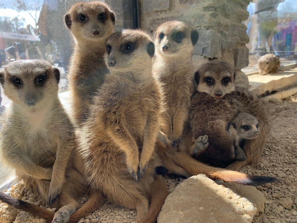 Erdmännchen in der Lewa Savanne des Zoo Zürich.