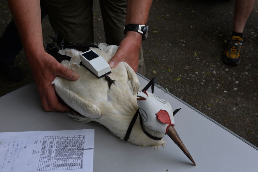 Foto: Zoo Zürich, Samuel Furrer Besenderung eines Europäischen Weissstorches.