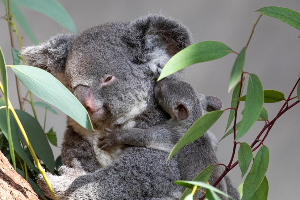 Koala Pippa mit Joey im Zoo Zürich.