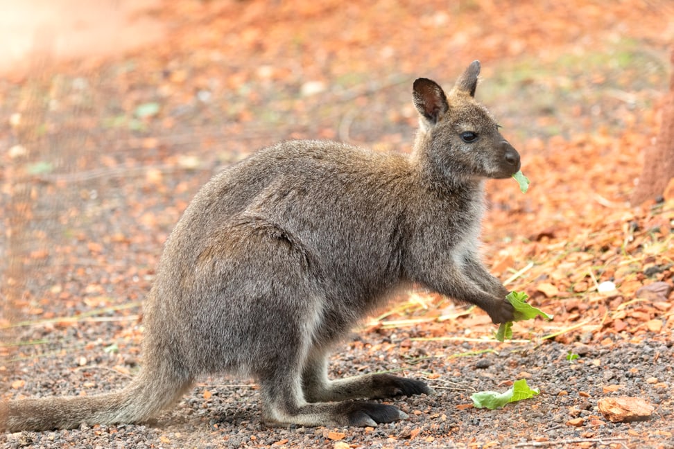 Bennet-Wallaby beim Fressen in der Australien-Aussenanlage.