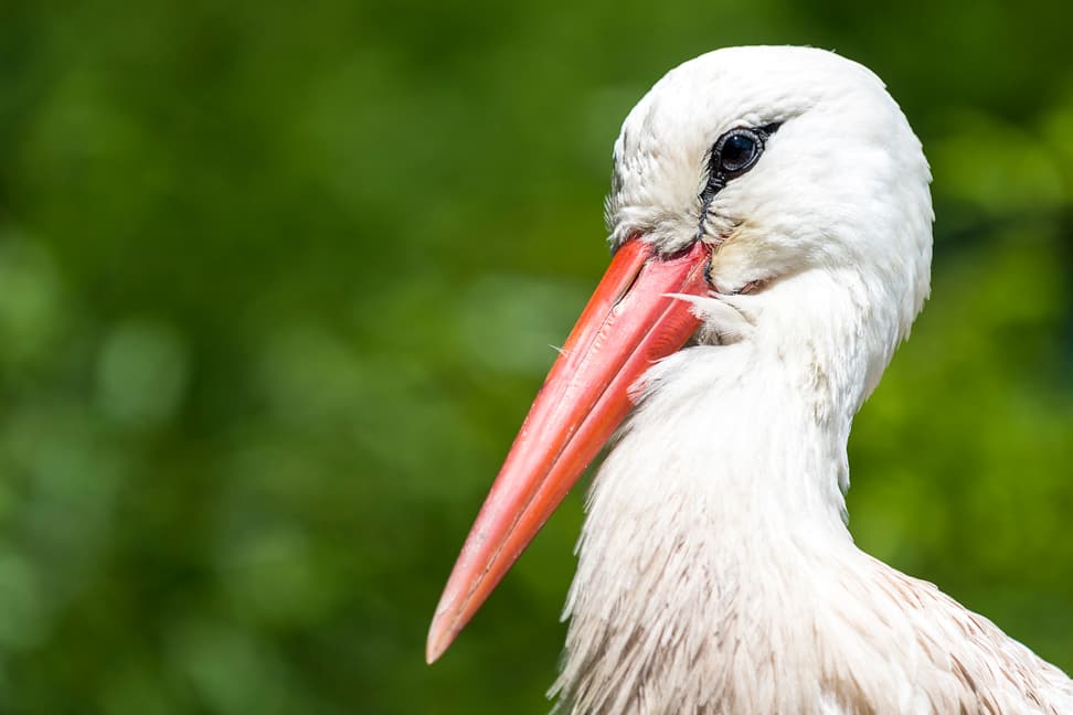 Europäischer Weissstorch. Foto: Zoo Zürich, Tobias Kramer