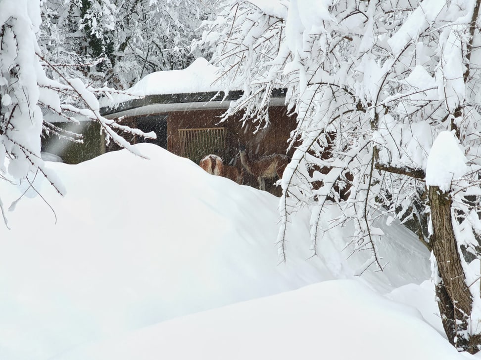 Vikunjas im Zoo Zürich am 15. Januar 2021.