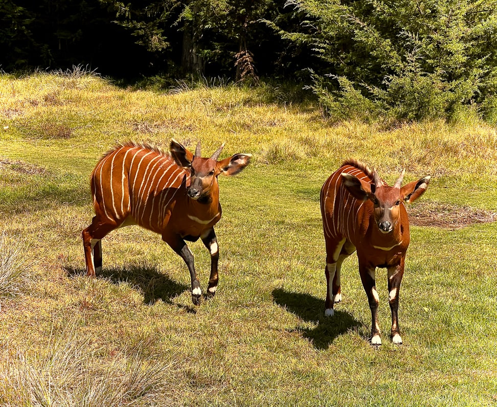 Zwei Bergbongos des Wiederansiedlungsprojekts in Kenia. 