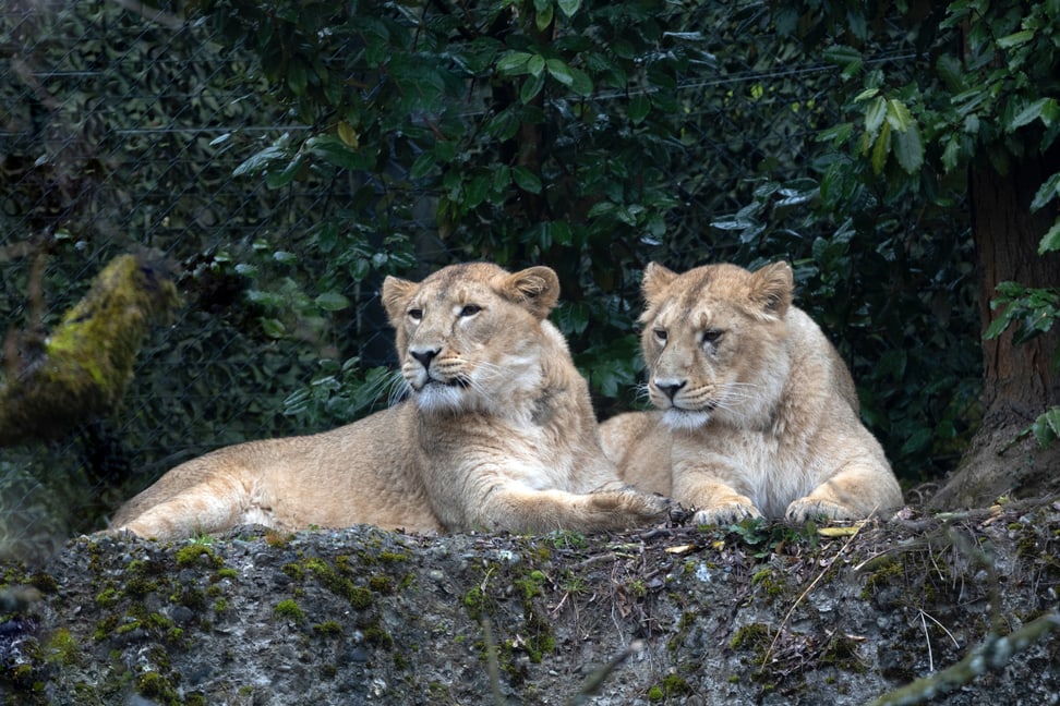 Asiatische Löwen-Weibchen Xallu und Xolani in Panthera im Zoo Zürich, März 2025.