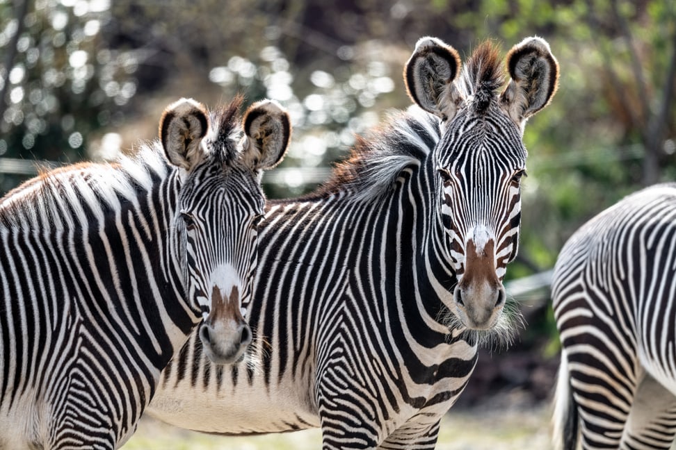 Bild: Zoo Zürich, Marco Schaffner Grevyzebras im Zoo Zürich.
