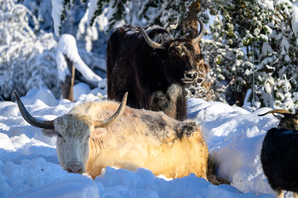 Zwei Hausyaks in der Mongolischen Steppe des Zoo Zürich.