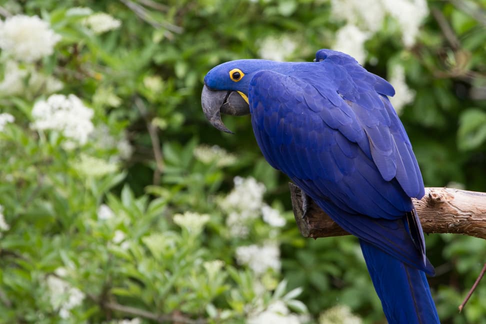 Foto: Zoo Zürich, Enzo Franchini Hyazinthara.