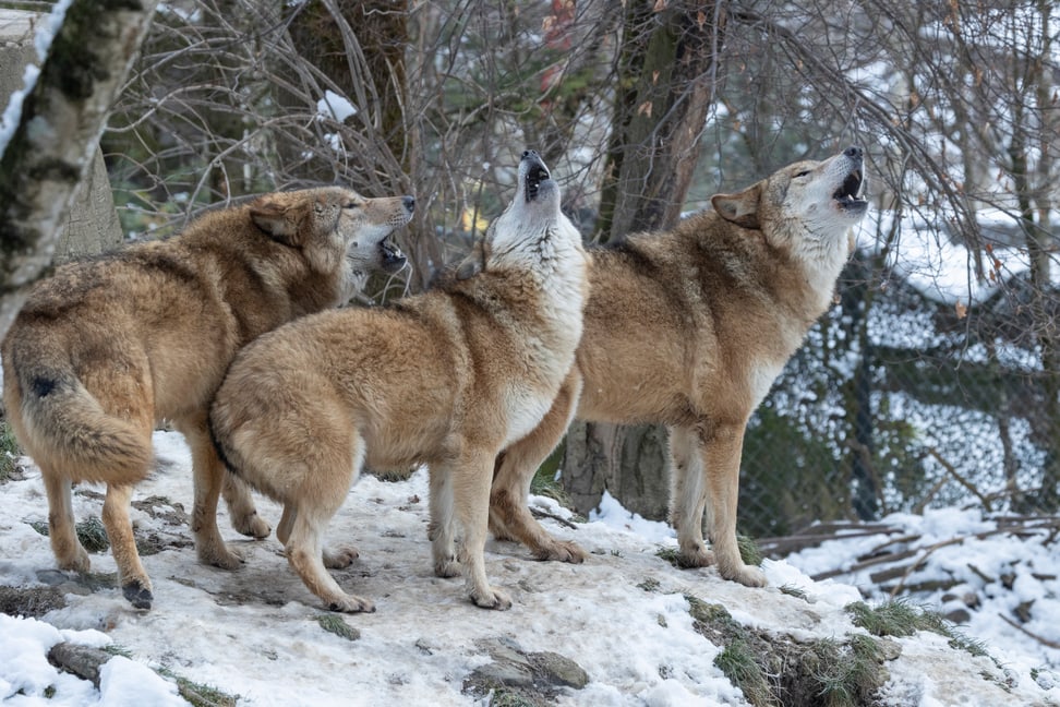 Mongolische Wölfe im Zoo Zürich.