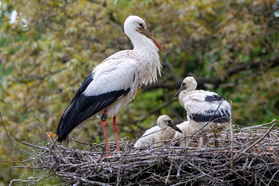 Jungstörche mit Elterntier im Zoo Zürich.