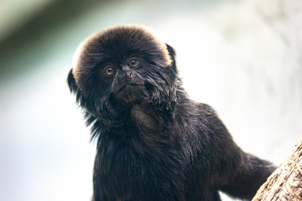 Foto: Zoo Zürich, Enzo Franchini Springtamarin im Zoo Zürich.