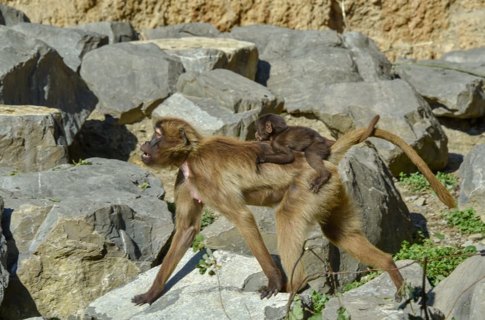 Foto: Zoo Zürich, Robert Zingg Dschelada mit Jungtier im Zoo Zürich.