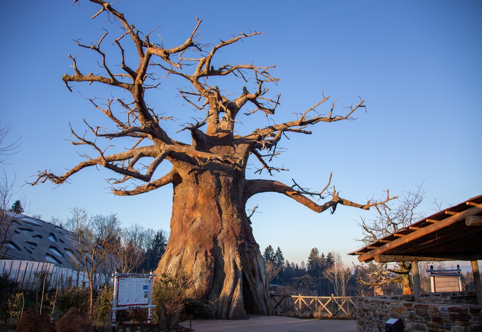 Baobab in der Lewa Savanne im Zoo Zürich.