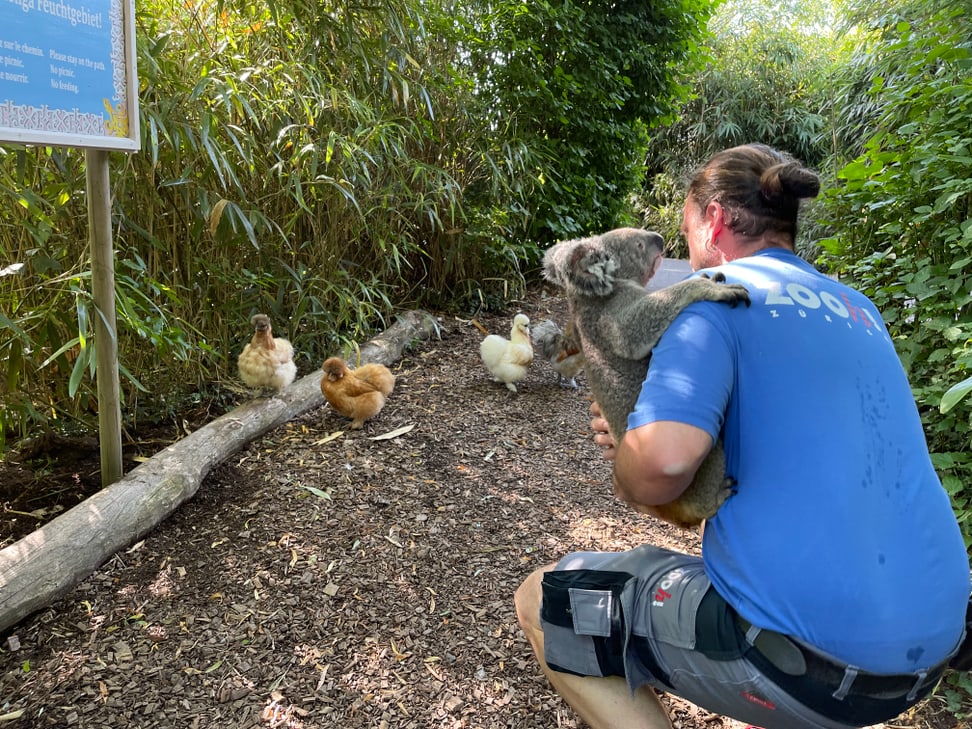 Tierpfleger Philipp Lederle macht einen Spaziergang durch den Zoo mit Koala Uki.
