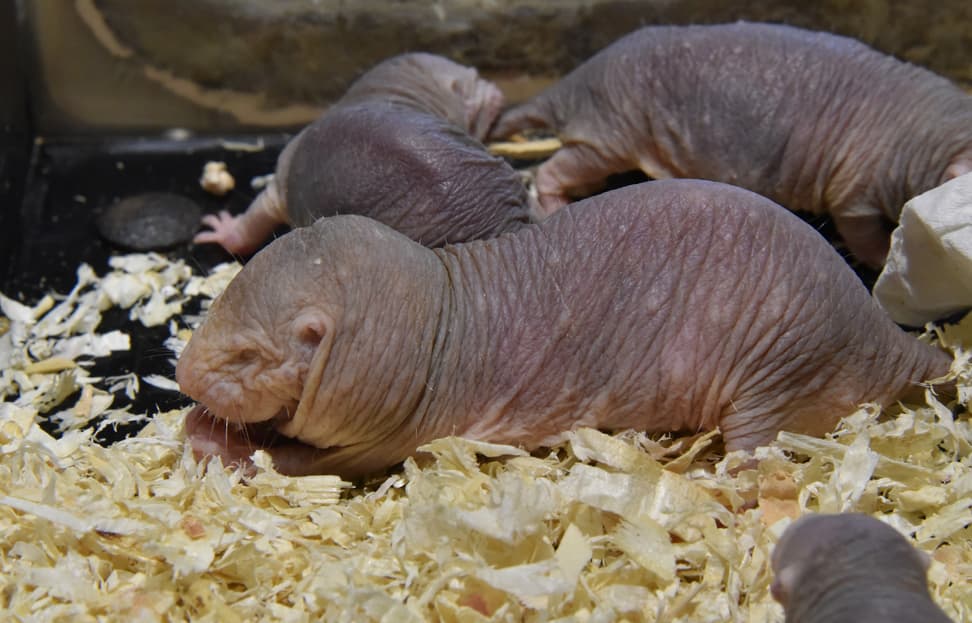 Foto: Zoo Zürich, Robert Zingg Nacktmulle im Tierpark Berlin.
