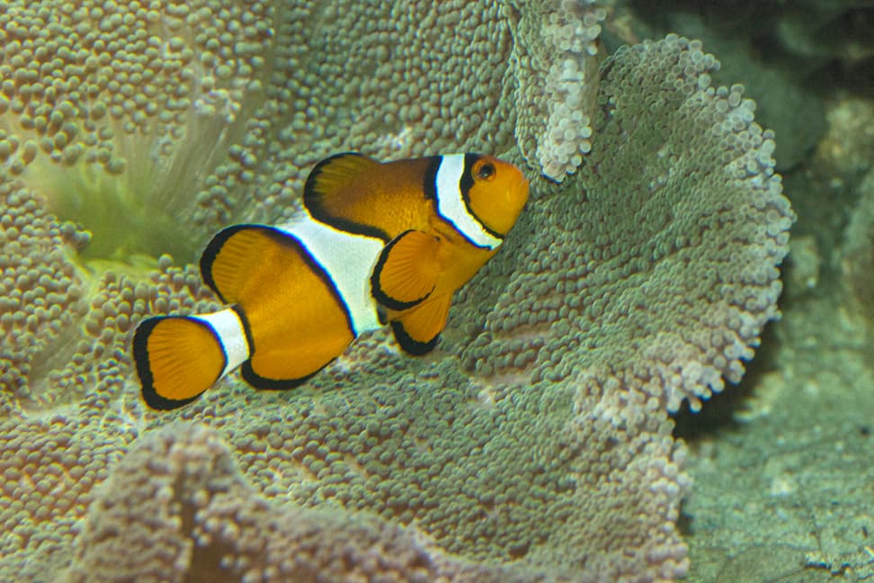 Foto: Zoo Zürich, Enzo Franchini Falscher Clown-Anemonenfisch im Aquarium des Zoo Zürich.