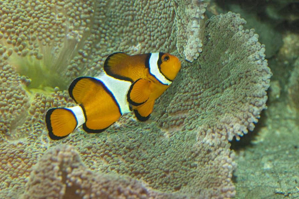 Falscher Clown-Anemonenfisch im Aquarium des Zoo Zürich.