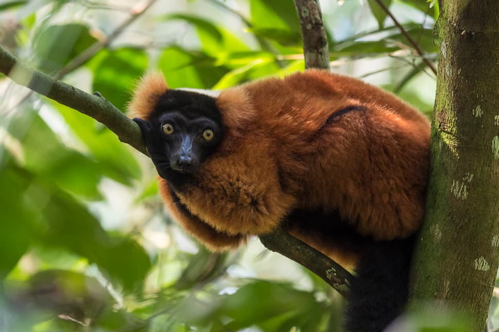 Roter Vari im Masoala Regenwald im Zoo Zürich.