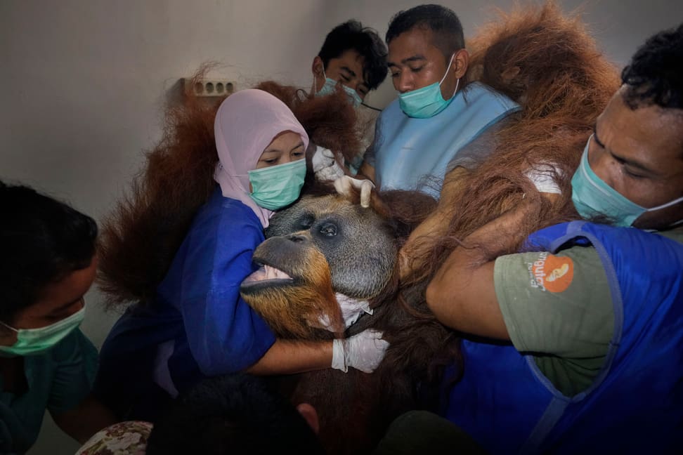Orang-Utan Leuser beim Transport zu einer Untersuchung durch das Tierärzteteam der Stiftung PanEco.