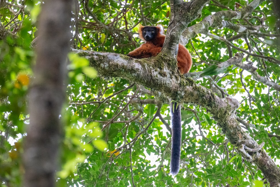 Roter Vari im Makira Naturpark. 