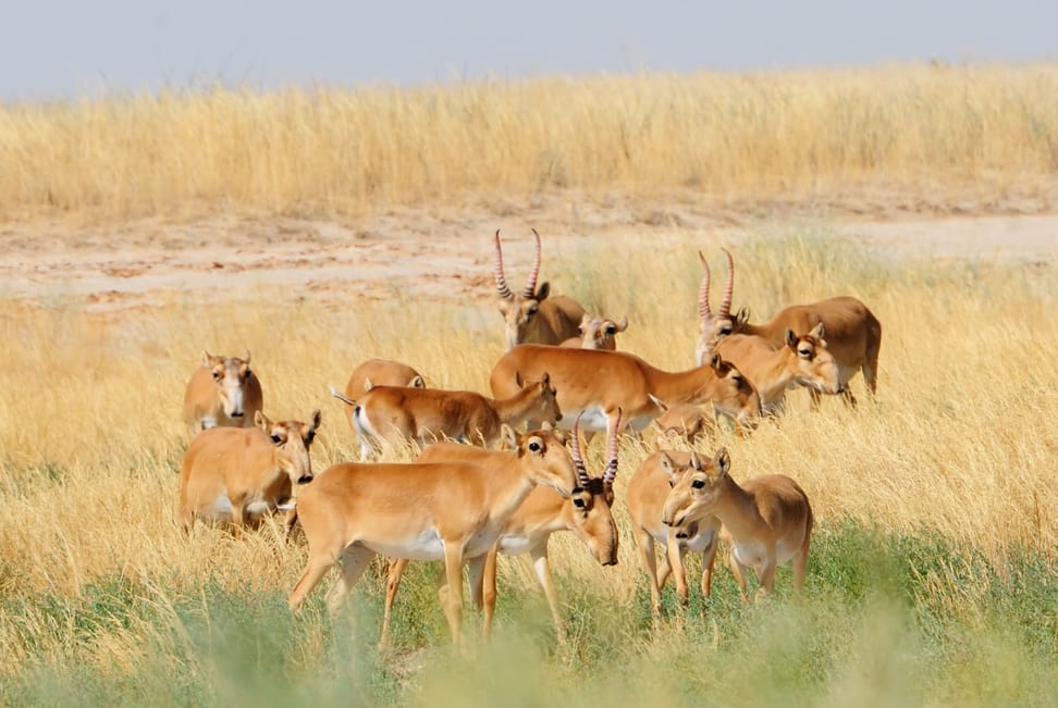 Saiga-Antilope in einem Naturschutzgebiet in Russland.
