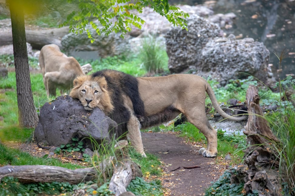 Foto: Zoo Zürich, Enzo Franchini Asiatisches Löwenmännchen Radja im Zoo Zürich.