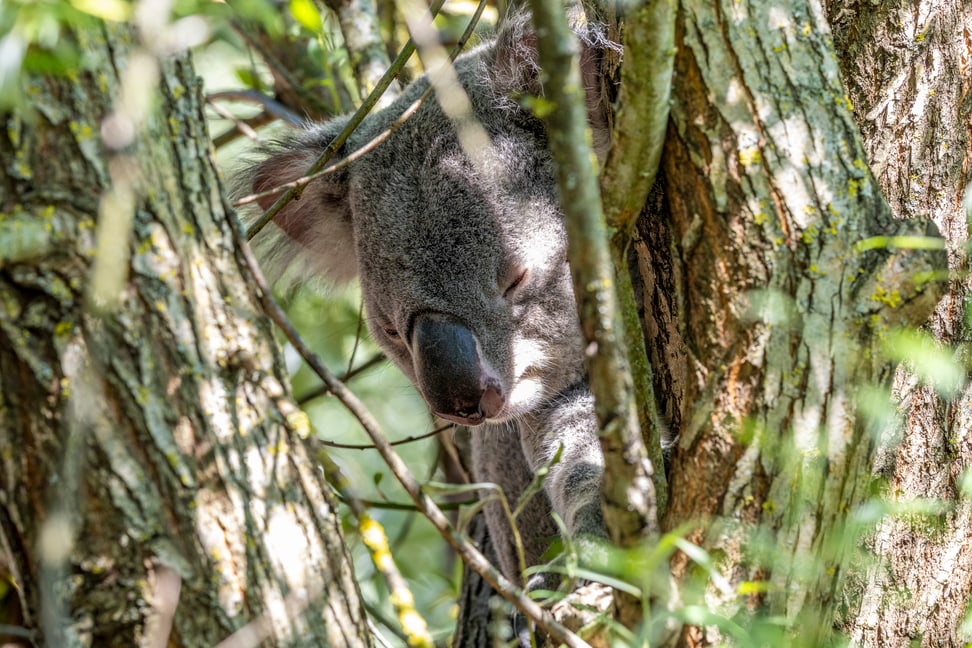 Koala im Zoo Zürich.