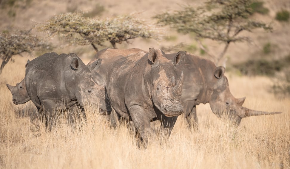 Foto: Zoo Zürich, Martin Bucher Breitmaulnashörner in der Lewa Wildlife Conservancy in Kenia