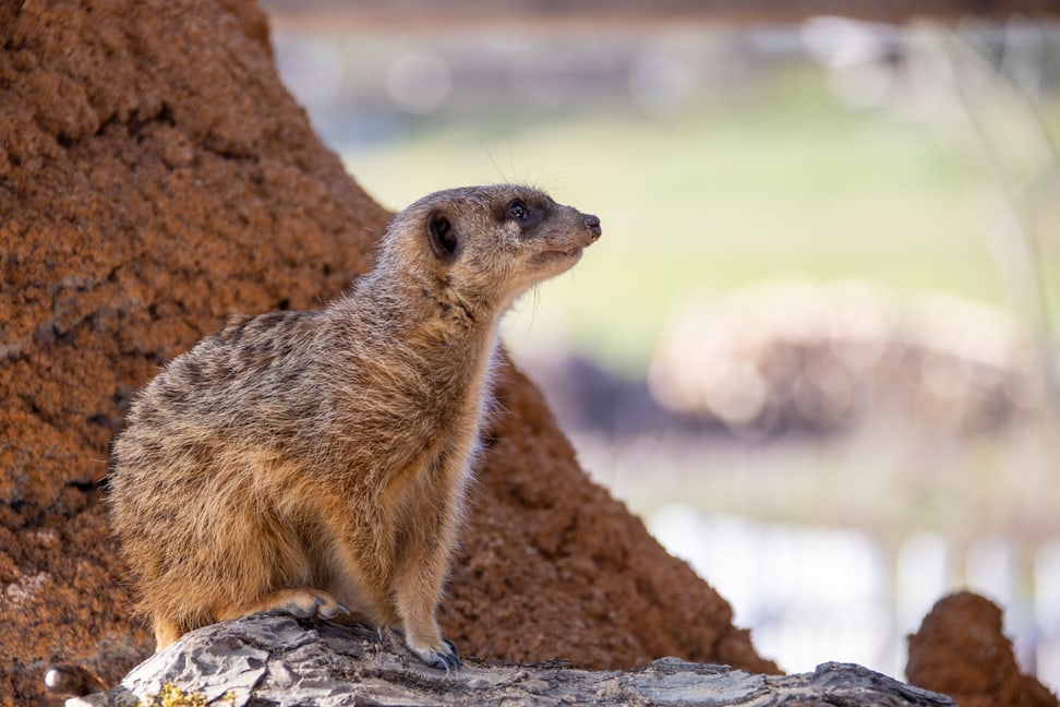 Erdmaennchen in der Innenanlage, Lewa Savanne Stand Februar 2020.