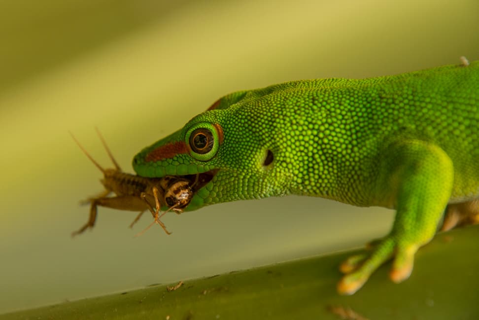 Foto: Zoo Zürich, Manuel Bachmann Grosser Madagaskar-Taggecko im Masoala Regenwald des Zoo Zürich.